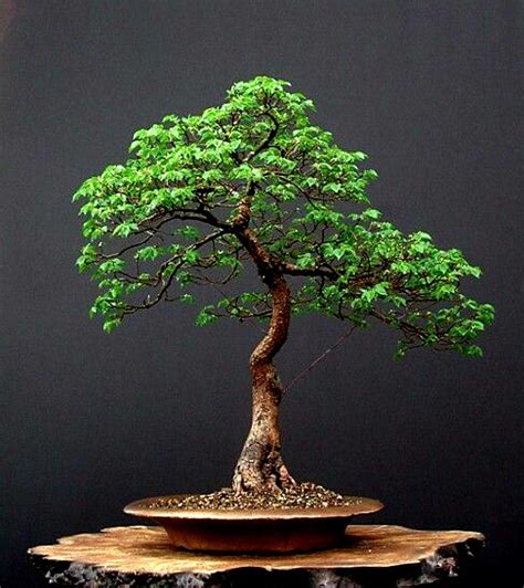 Jacaranda Mimosifolia Bonsai Tree Care