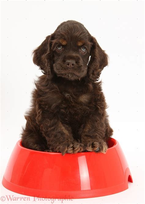 american cocker spaniel pup sitting   dog bowl photo wp