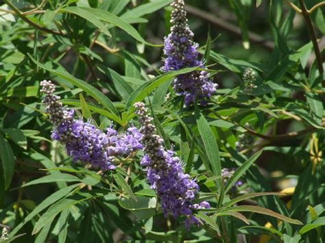 Vitex Agnus Castus Agnocasto