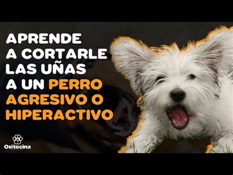 Consejos Efectivos Para Evitar Que Tu Perro Se Muerda Las U As