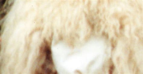 Shepherd S Blog Under Age Sex