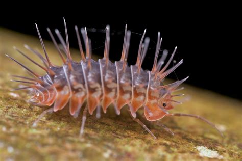 Order: Isopoda | Flickr