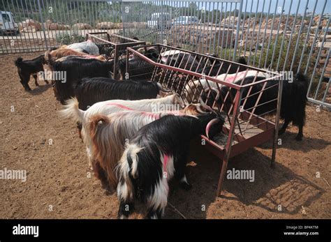 Israel Goat Dairy Farm Stock Photo Alamy