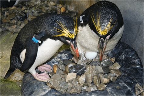 15 Macaroni Penguin Facts - Predators, Diet, Range & More - Facts.net