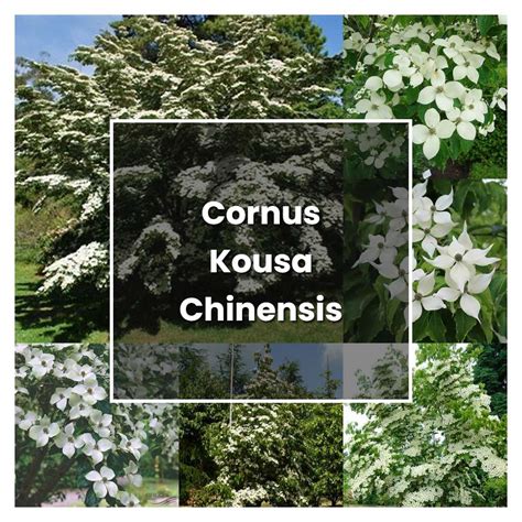 How To Grow Cornus Kousa Chinensis Plant Care And Tips Norwichgardener