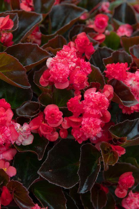 Red Wax Begonias