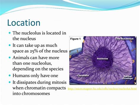 PPT - The Nucleolus PowerPoint Presentation, free download - ID:1844644