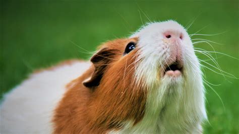guinea pig pee color