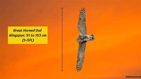 Great Horned Owl Size: How Big Are They Compared To Others?