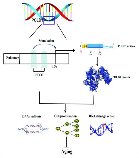 Regulatory Mechanism Of Ccctc Binding Factor Ctcf On Aging Ctcf