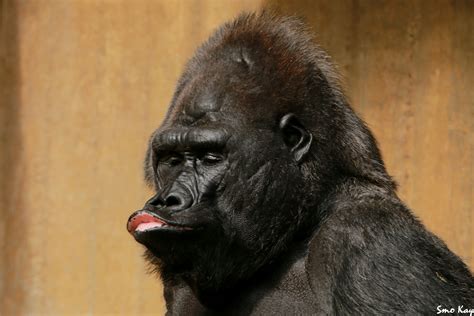 kiss    picsart dear friends gorilla photography