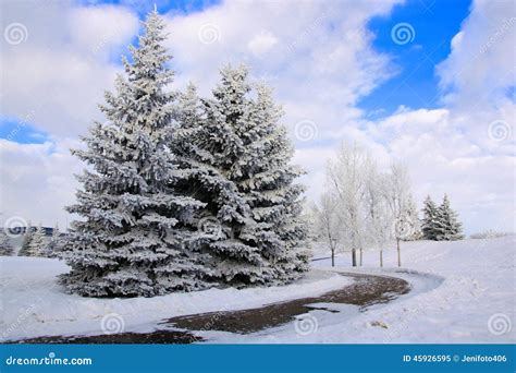 Winter Landscape With Frosty Trees Stock Image Image Of Cool