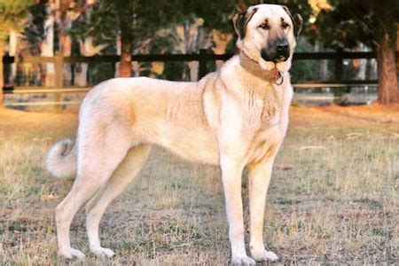 Kangal Shepherd Dog [Ultimate Guide: Health, Personality & More]