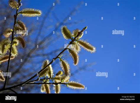 Beautiful Pussy Willow Flowers Branches On Wind Blue Sunny Sky Background Stock Photo Alamy
