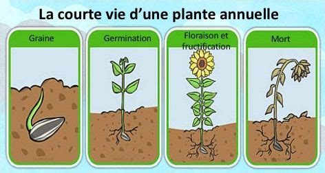 Une Annuelle Est Une Plante Qui Fait Tout Son Cycle De Croissance Du