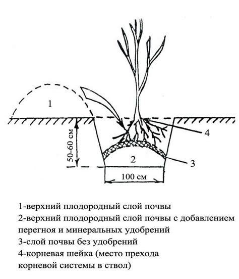 Рябина обыкновенная, гранатная, ликерная, домашняя, дуболистная ...