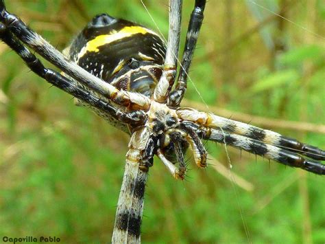 Ara A Plateada De Jard N Argiope Argentata Ecoregistros