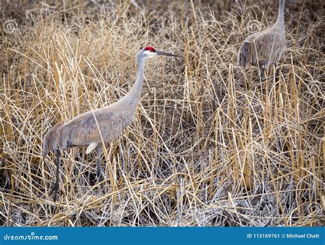 Sandhill Crane Stock Image Image Of Flying Refuge 113169761