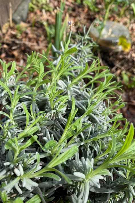 Lavender Mistakes That Could Seriously Harm Your Plant