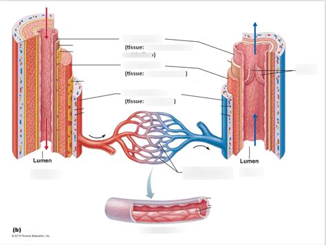 A P2 Artery Vein Diagram Quizlet