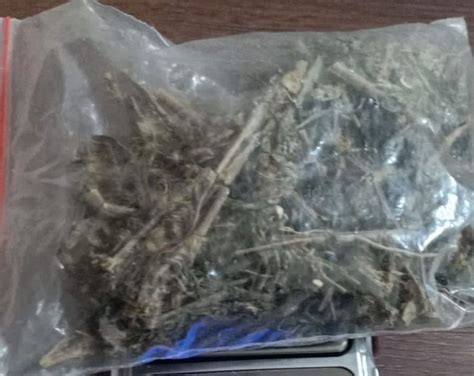 Jaringan Peredaran Ganja Di Bontang Libatkan Bos Perusahaan Diintai