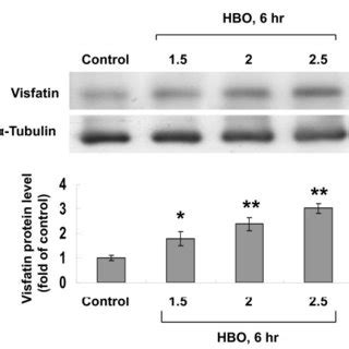 Tumor necrosis factor α TNF α increases visfatin expression A