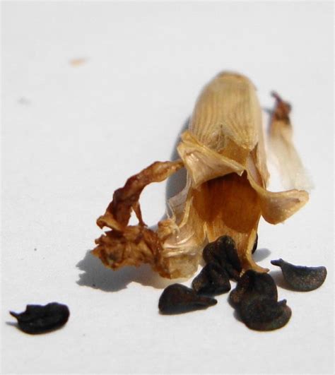 Гвоздика: Описание, Сорта, Посадка, Уход (60+ Фото) +Отзывы