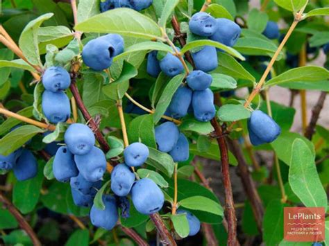 Жимолость съедобная 'Синяя птица' — описание сорта, характеристики | на ...