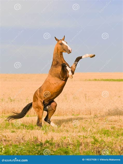 Caballo Akhal Teke 8