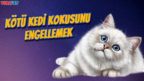 Ev Ortamında Kedi Hayvan Kokusu Nasıl Giderilir EVCİL HAYVAN KOKUSU