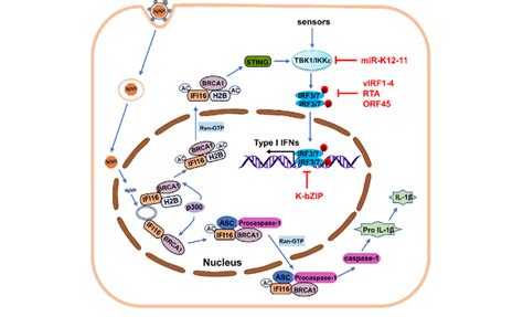 Activation Of Nuclear Dna Sensor Mediated Antiviral Response By Kshv