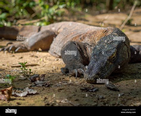 Wild komodo dragon hi-res stock photography and images - Alamy
