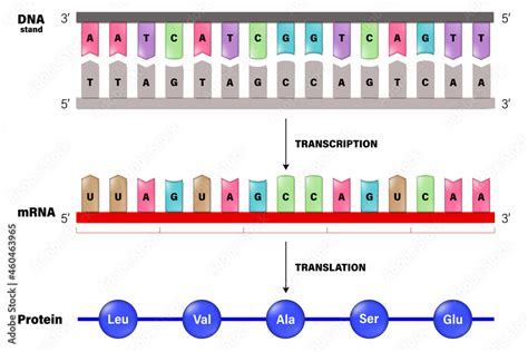 Vetor De Transcription And Translation DNA MRNA And Protein