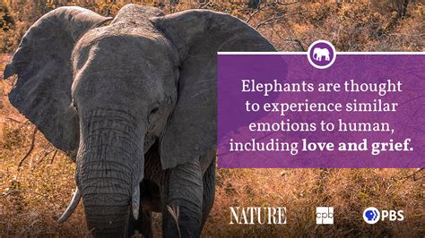 Elephant Fact Sheet Blog Nature Pbs