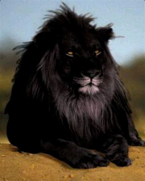 Black Lionincredible Rare Animals Animals Wild Beautiful Lion