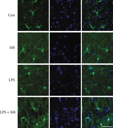 Mfg E Inhibited Lps Induced Microglial Activation In Vivo