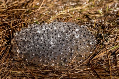 Huevos de rana de la rana común rana temporaria tumbado sobre la