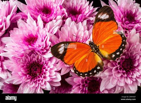 Orange Butterfly On Pink Poms Stock Photo Alamy