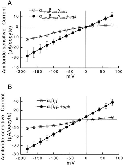 The Serum And Glucocorticoid Kinase Sgk Increases The Abundance Of