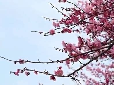 Xianghu Lake S Plum Blossom Grove Hangzhou S New Favorite Spot For