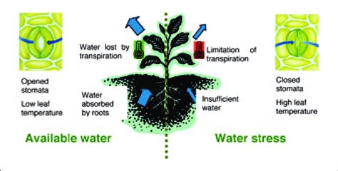 Plant Response To Water Stress Download Scientific Diagram