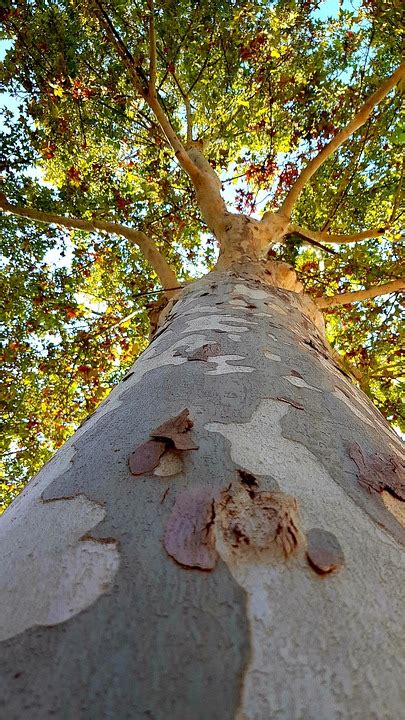 plane tree wood  photo  pixabay pixabay
