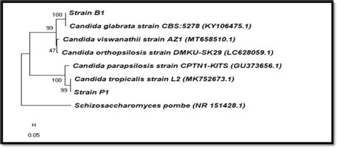 Phylogenetic tree of both strains P1 and B1 based on the... | Download ...