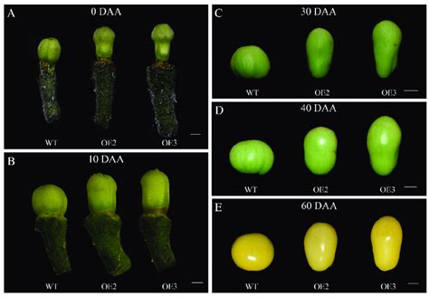 Morphological Variations In Tomato Fruits Between Wild Type Plants And