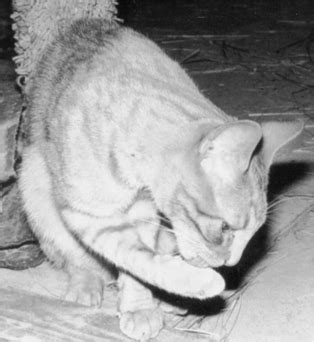 Why Do Cats Lick You? Decoding Feline Grooming Behavior - Hunter Games Magazine