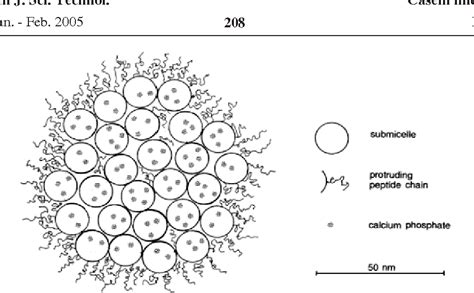 Calcium Caseinate Structure