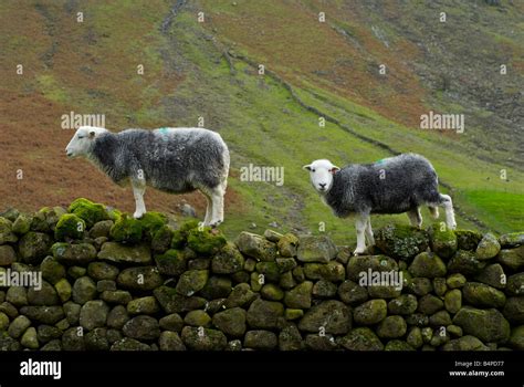 Herdwick Sheep Climbing Onto Dry Stone Wall At Wasdale Head Lake