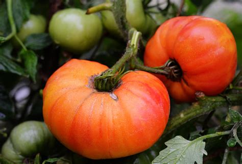 Томат Ананас. Описание сорта. Фото