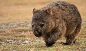 Wombat - Facts, Diet & Habitat Information