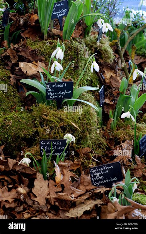 Display of snowdrop varieties Stock Photo - Alamy